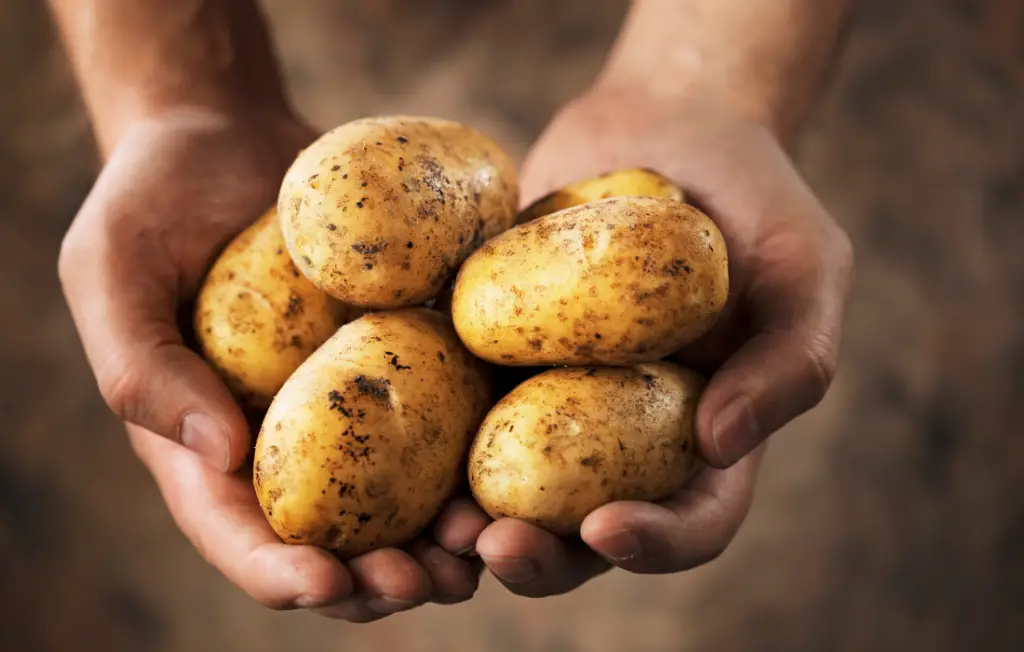 How to Make Chips From Maris Piper Potatoes In A Toaster Oven