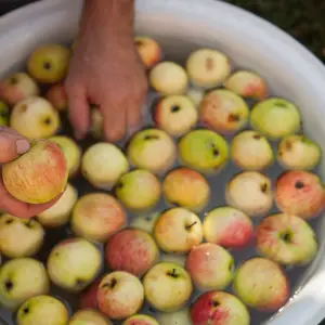 How to Roast 50 Apples in the Oven Easily